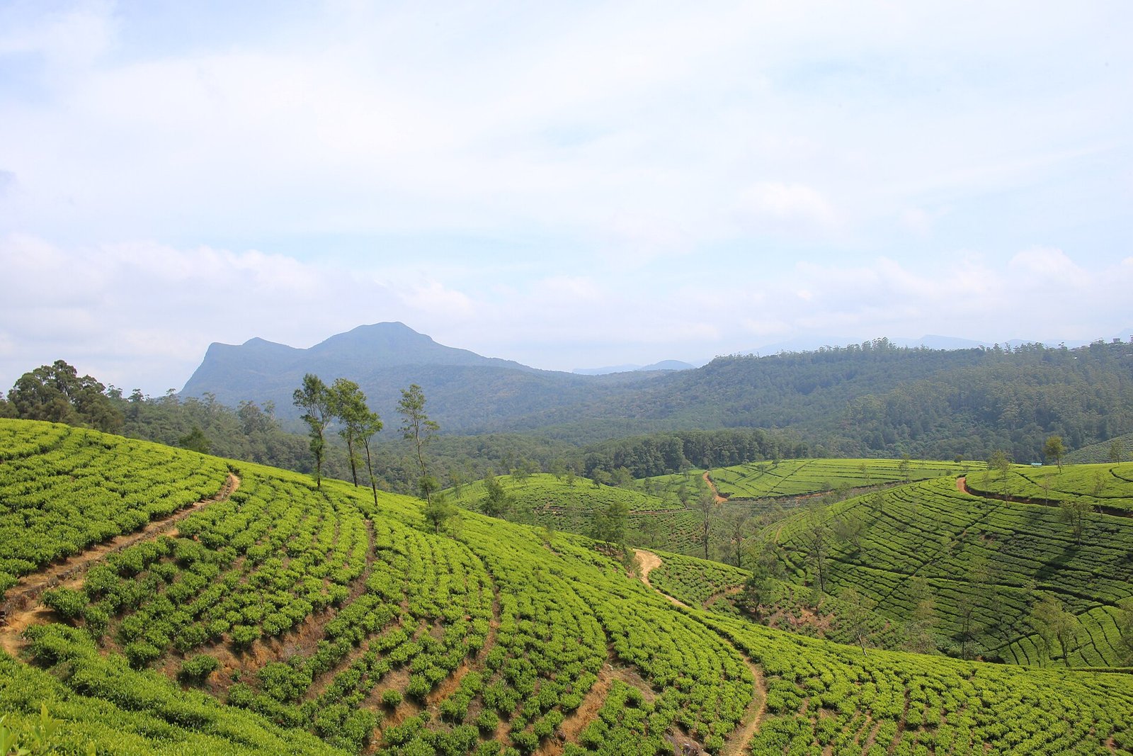 Tea plantations near Nuwara Eliya in the Sri Lankan hill country